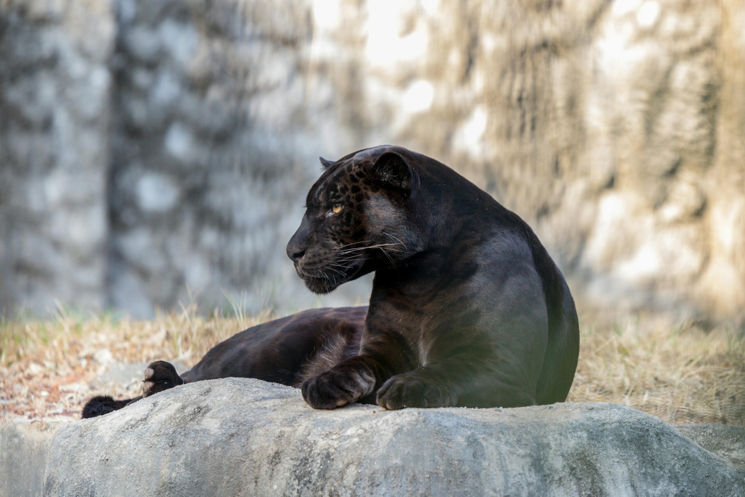 Black panther wildlife Sri Lanka