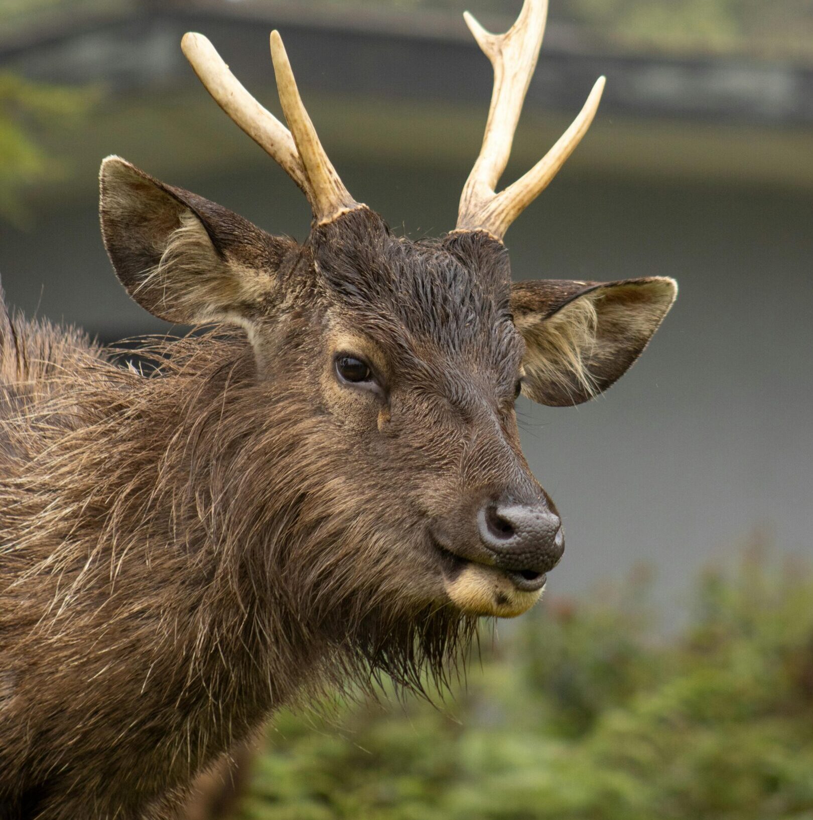 Sambar deer at Yala National Park Sri Lanka