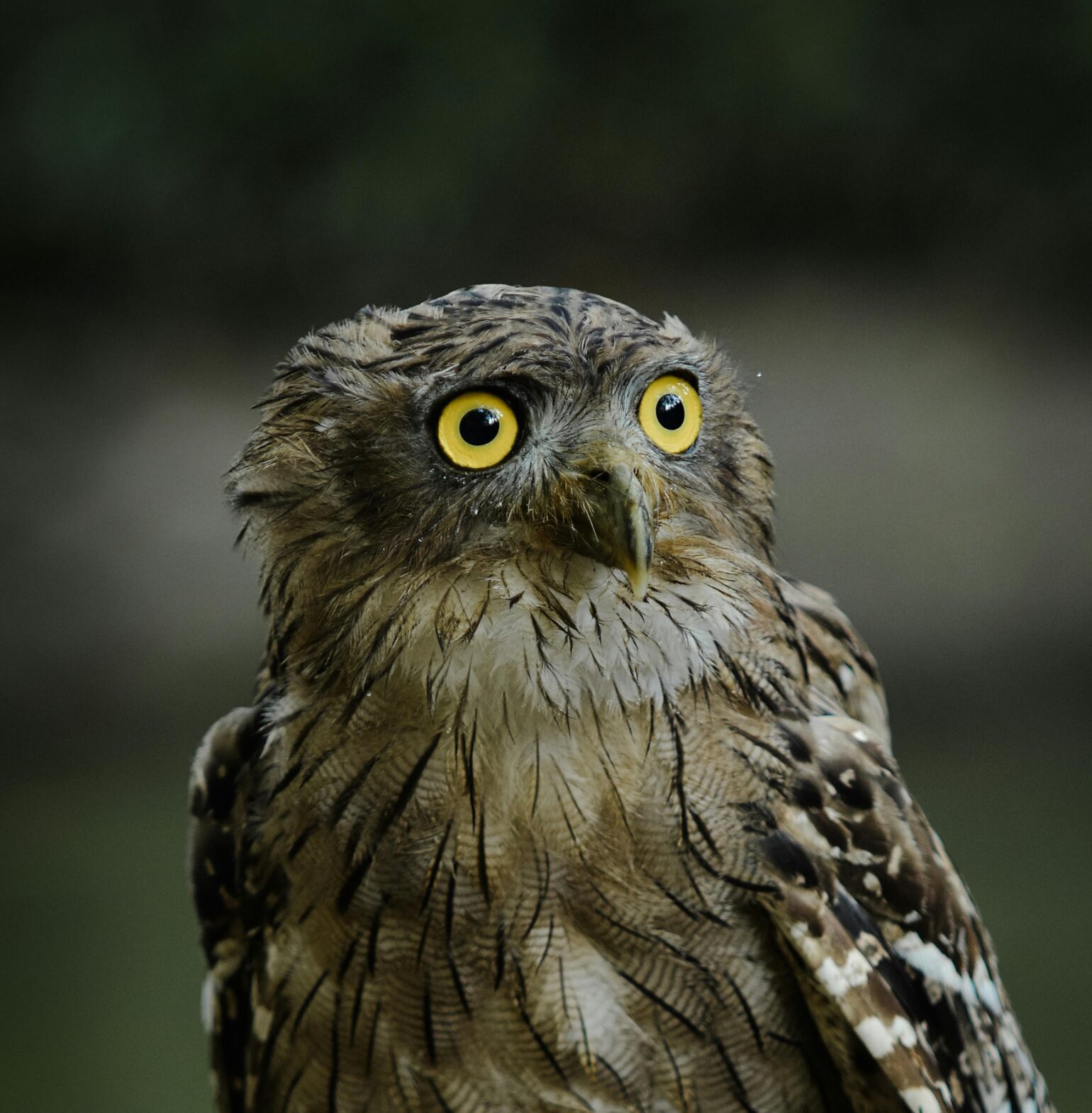 Owl bird watching tour Sri Lanka