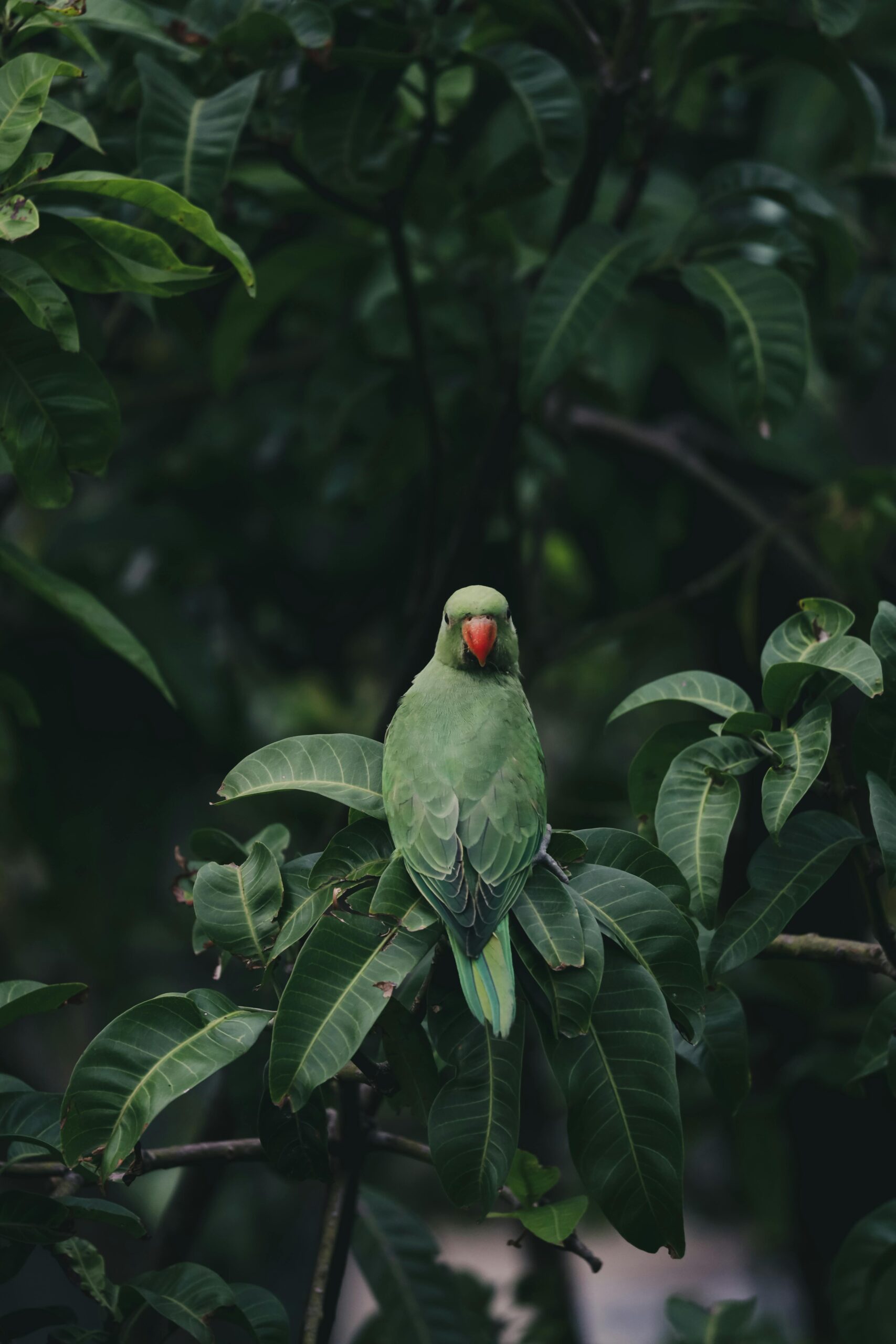 Green parrot Sri Lanka bird watching