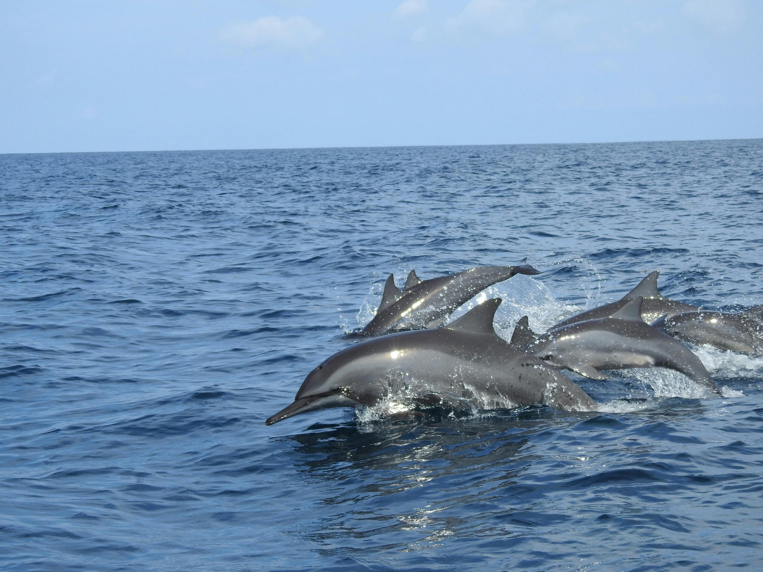 Dolphin watching tour Sri Lanka