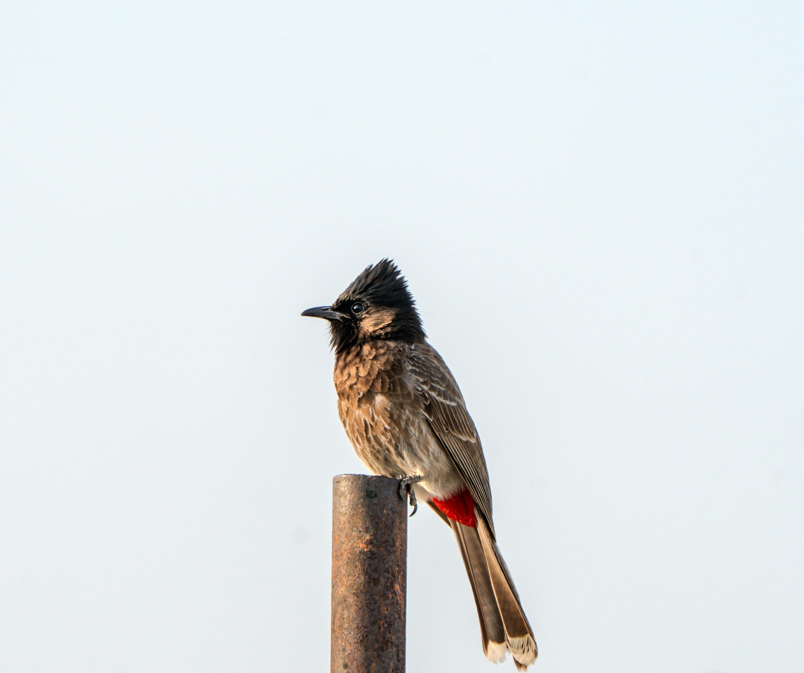 red-vented bulbul bird Sri Lanka wildlife