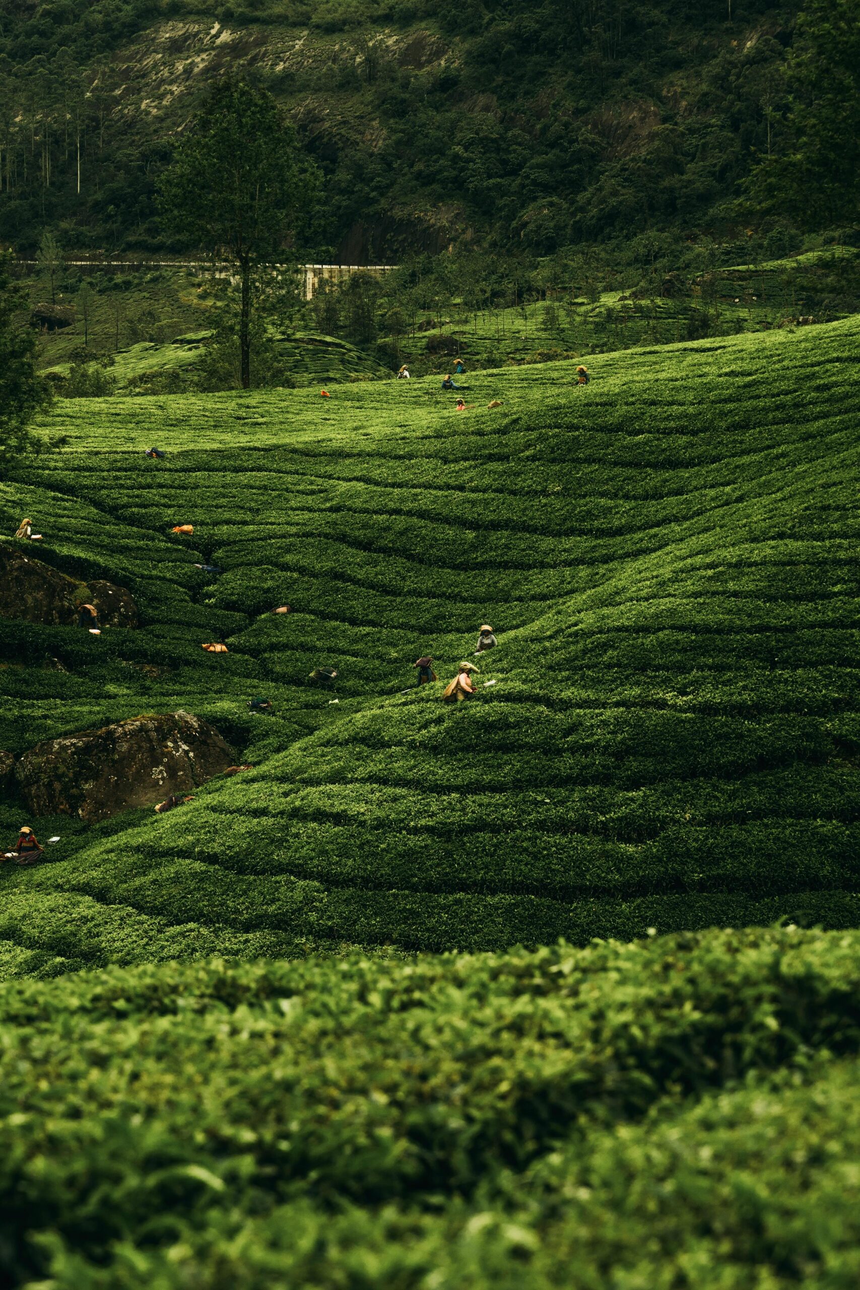 Tea plantation hill country Sri Lanka tour